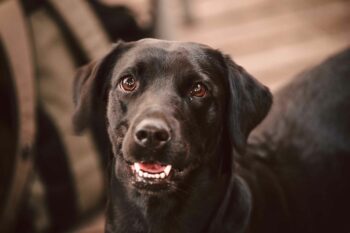 Dunkelbrauner Hund schaut in die Kamera